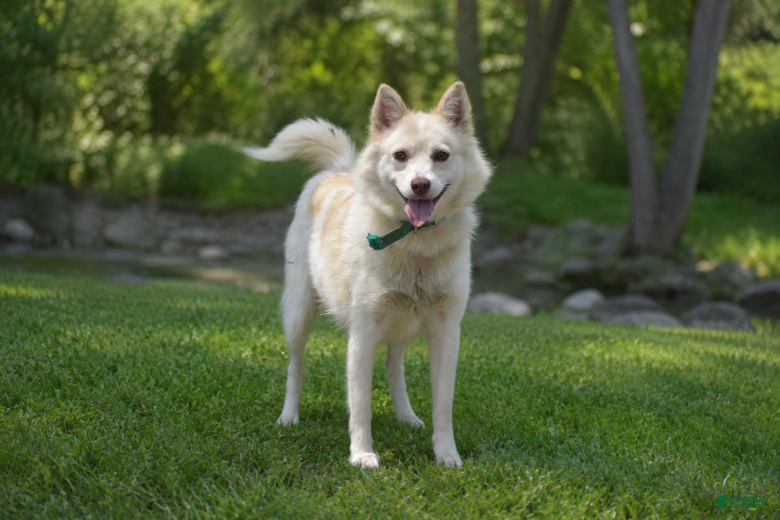 Pomsky dogs Cupcake - Ad 2