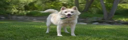Pomsky dogs for sale: Cupcake - Ad 2