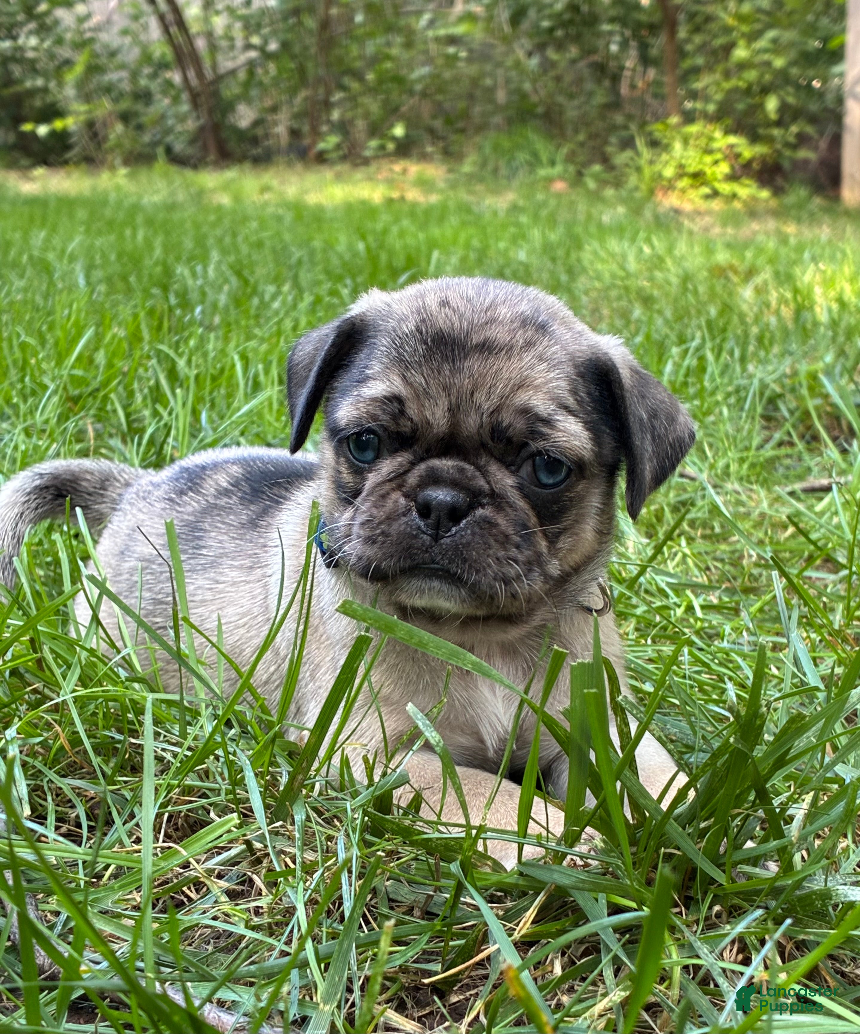 Pug dogs Toby - Ad 2