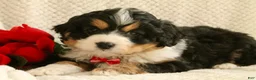 Mini Bernedoodle dogs for sale: Valentine - Ad 2