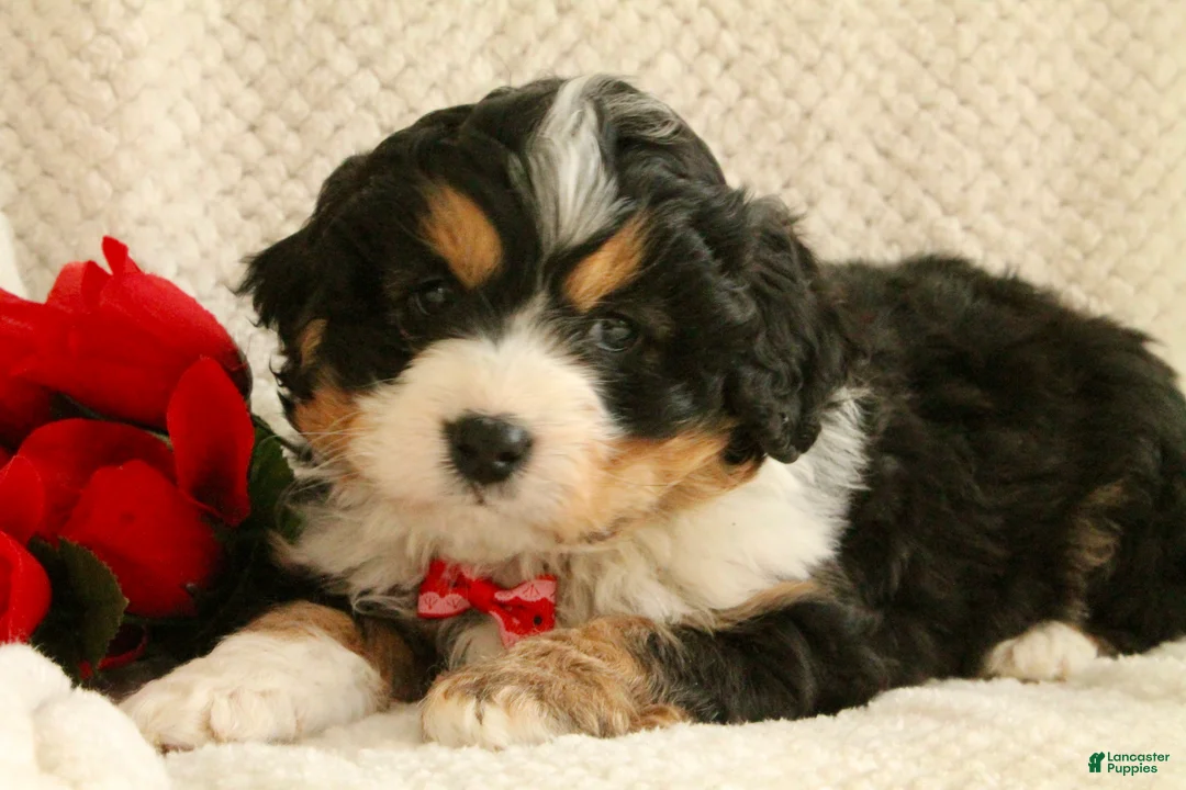 Mini Bernedoodle dogs for sale: Valentine - Ad 2