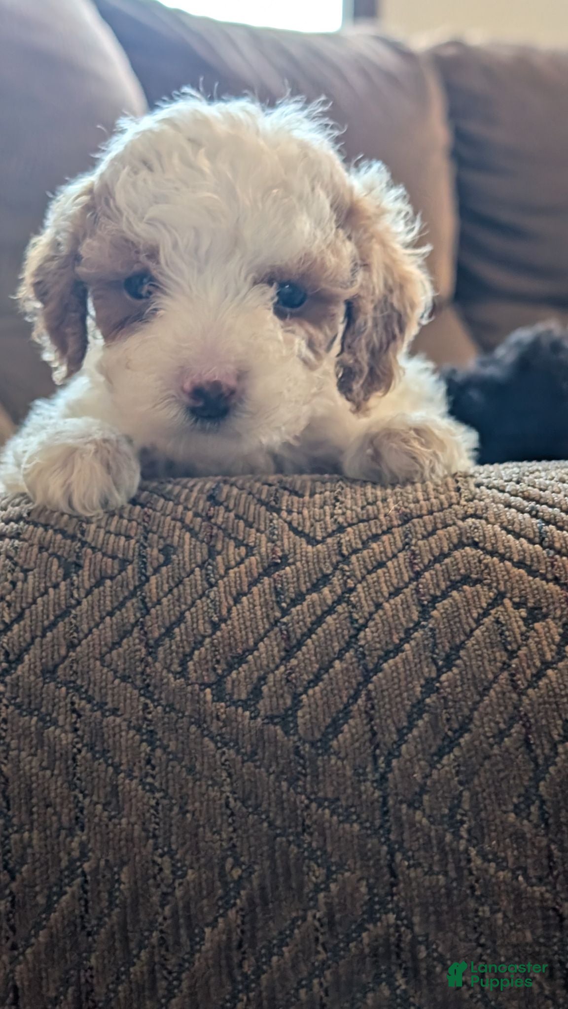 Miniature Poodle dogs Sheba - Ad 1