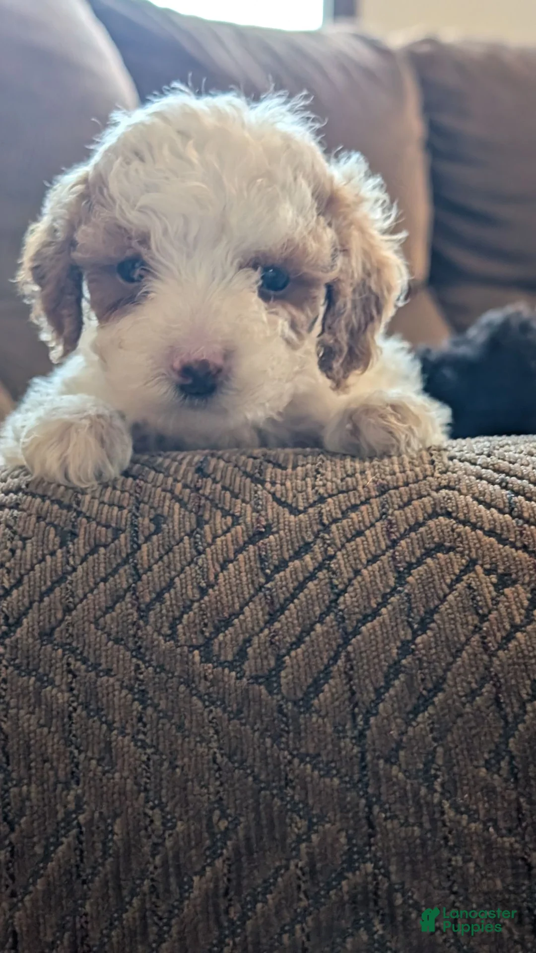 Miniature Poodle dogs for sale: Sheba - Ad 1