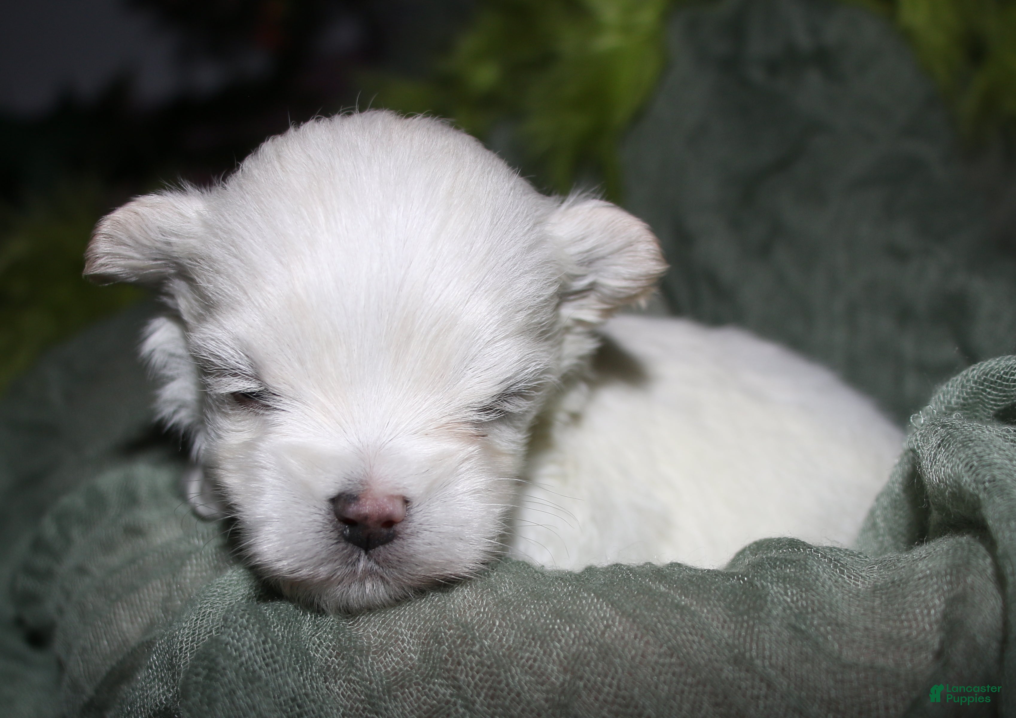 Maltese dogs for sale: Noah - Ad 5