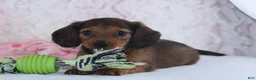 Miniature Dachshund dogs for sale: Havan - Ad 3
