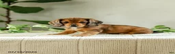 Miniature Dachshund dogs for sale: Alexis - Ad 3