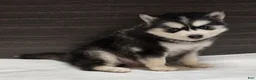 Pomsky dogs for sale: Loki - Ad 3