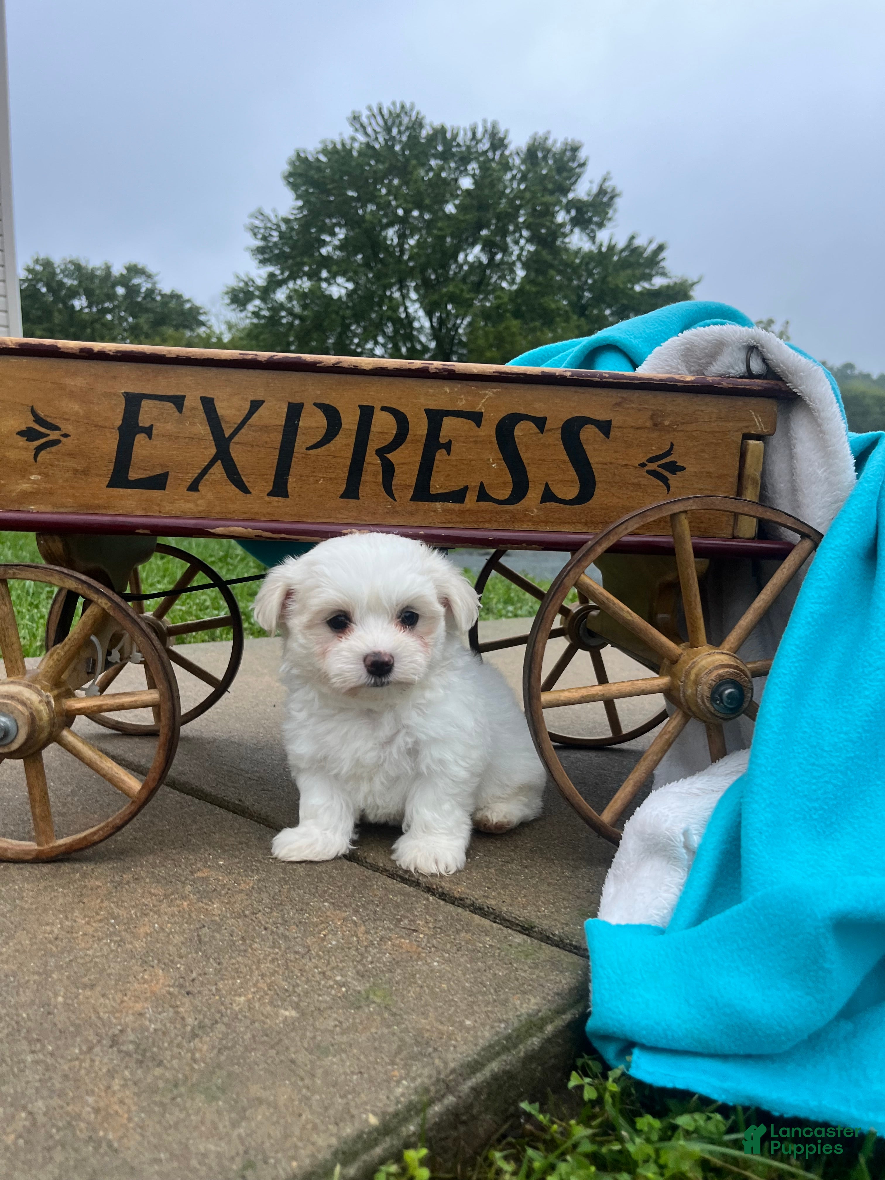 Maltese dogs Tucker❤️AKC Genetic Tested 5/6lb Parents🐾Text or call - Ad 2