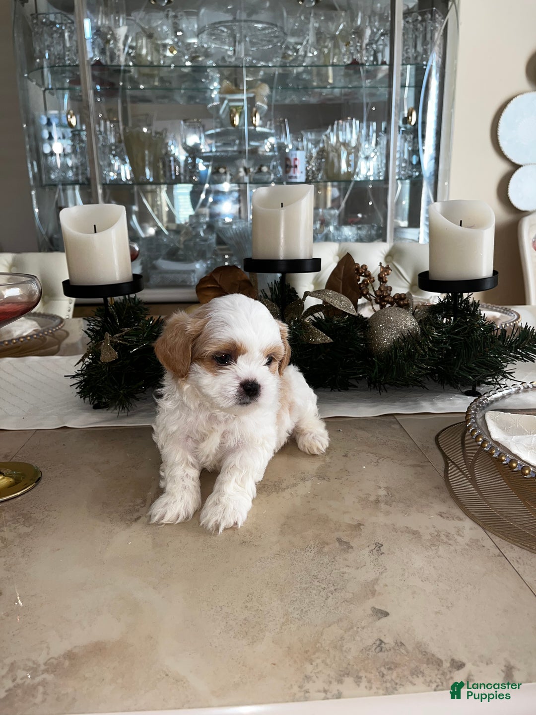 Shih Tzu dogs for sale: Clover - Ad 12