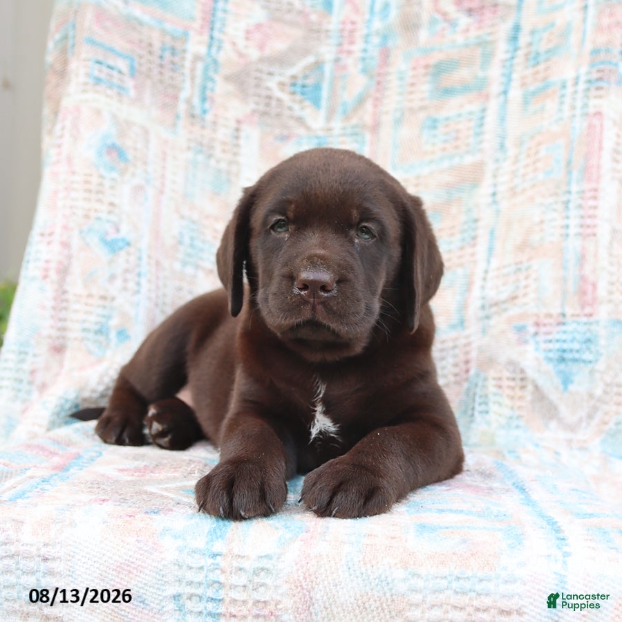 Labrador Retriever dogs Jackie - Ad 1