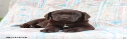 Labrador Retriever dogs for sale: Jackie - Ad 1