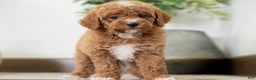Miniature Poodle dogs for sale: Carmen - Ad 8