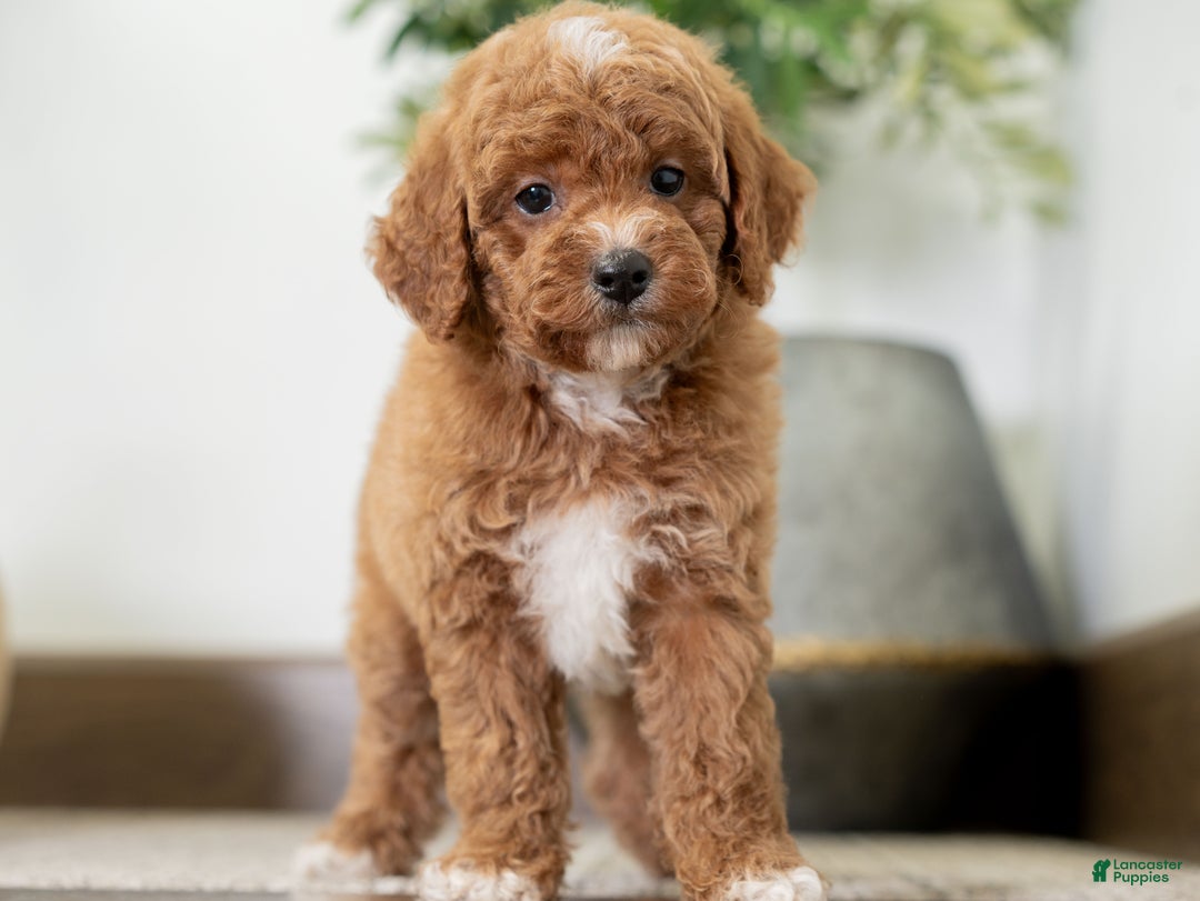 Miniature Poodle dogs for sale: Carmen - Ad 8