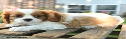 Cavalier King Charles Spaniel dogs for sale: Maisie - Ad 2