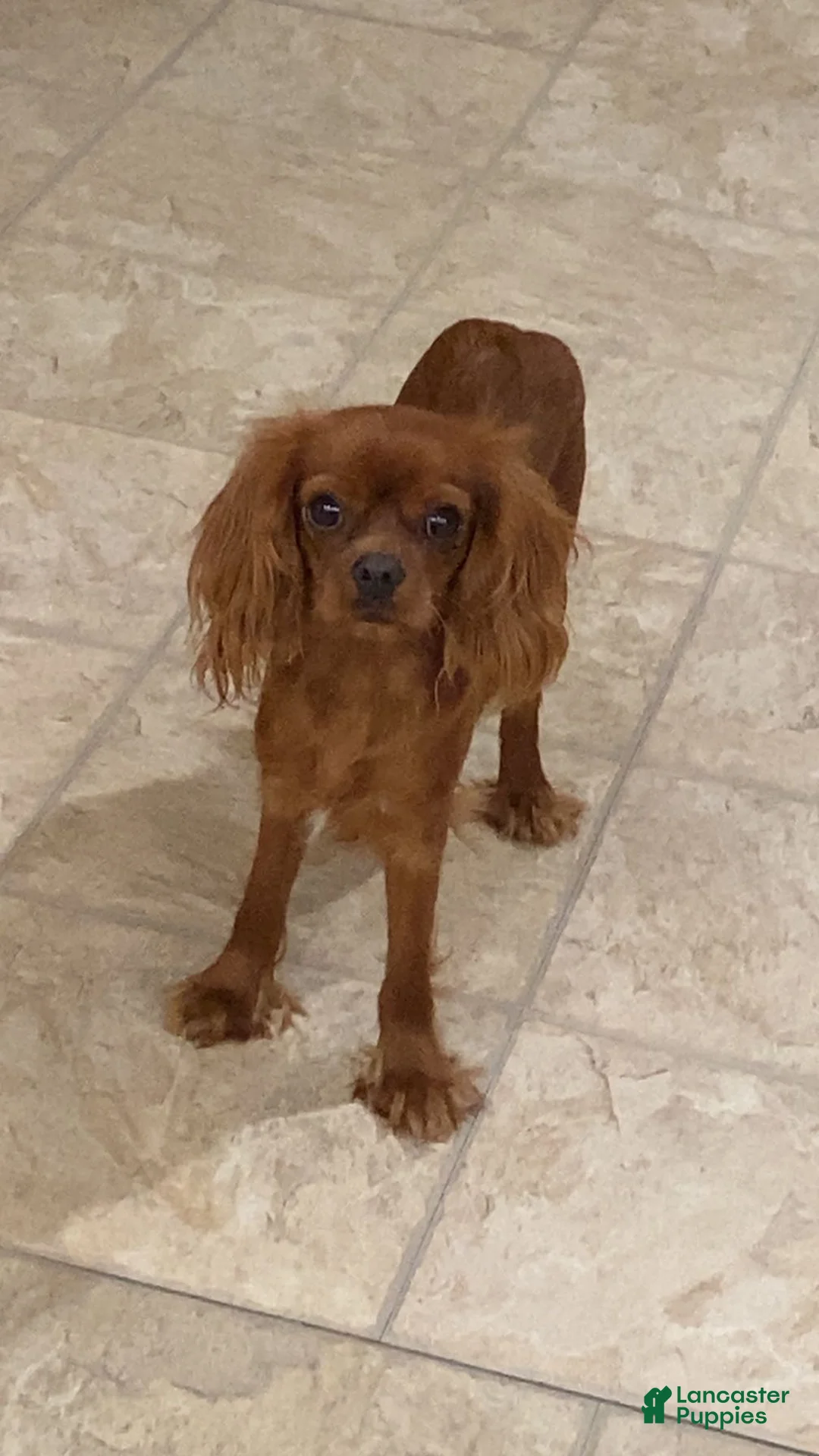 Cavapoo dogs for sale: Cinnamon  - Ad 7