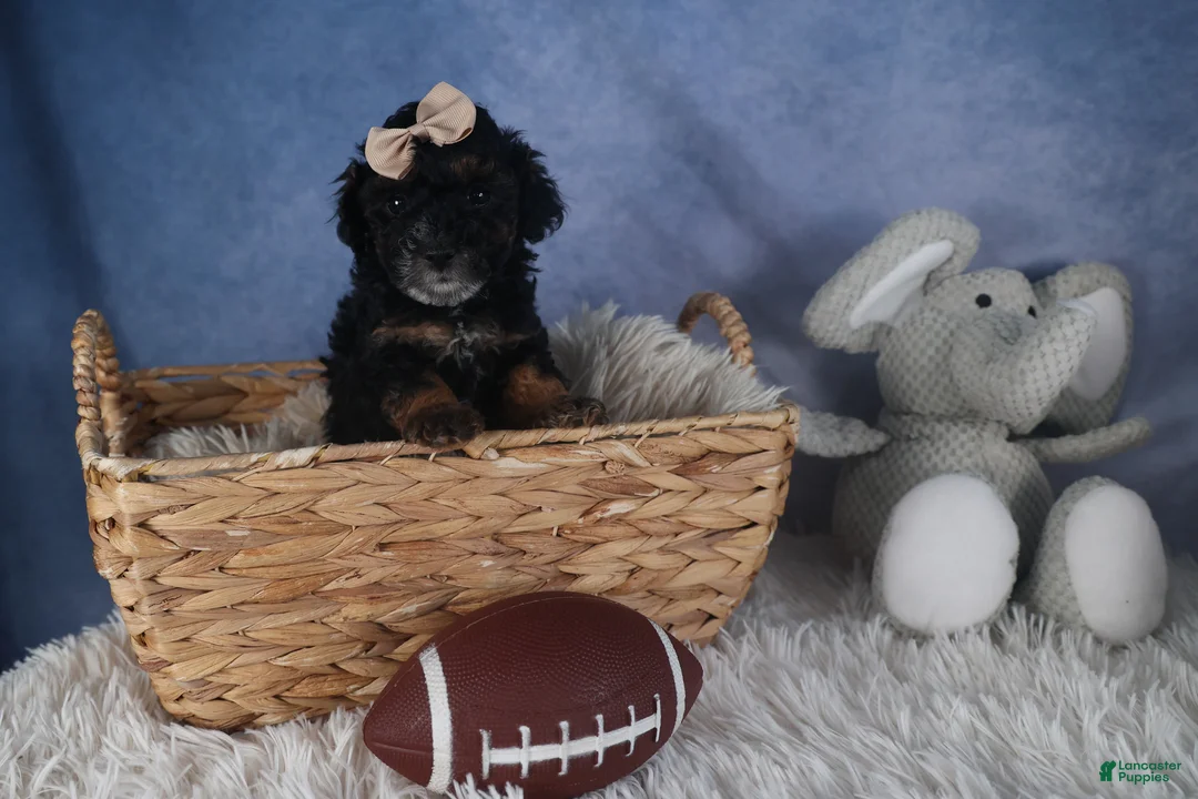 Miniature Poodle dogs for sale: Romeo - Ad 4