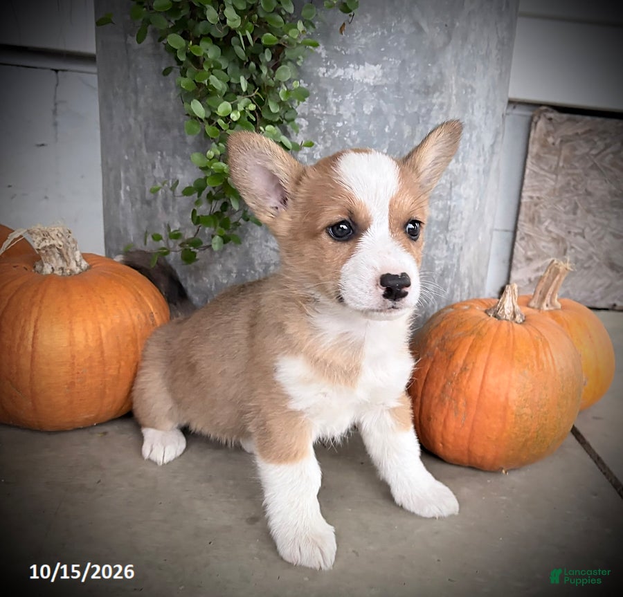 Welsh Corgi Pembroke dogs Becky - Ad 2