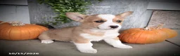 Welsh Corgi Pembroke dogs for sale: Becky - Ad 2