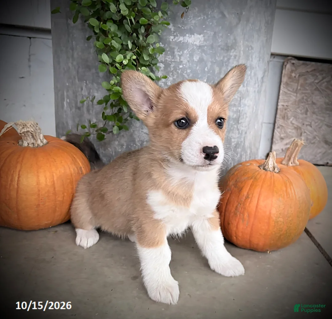 Welsh Corgi Pembroke dogs for sale: Becky - Ad 2