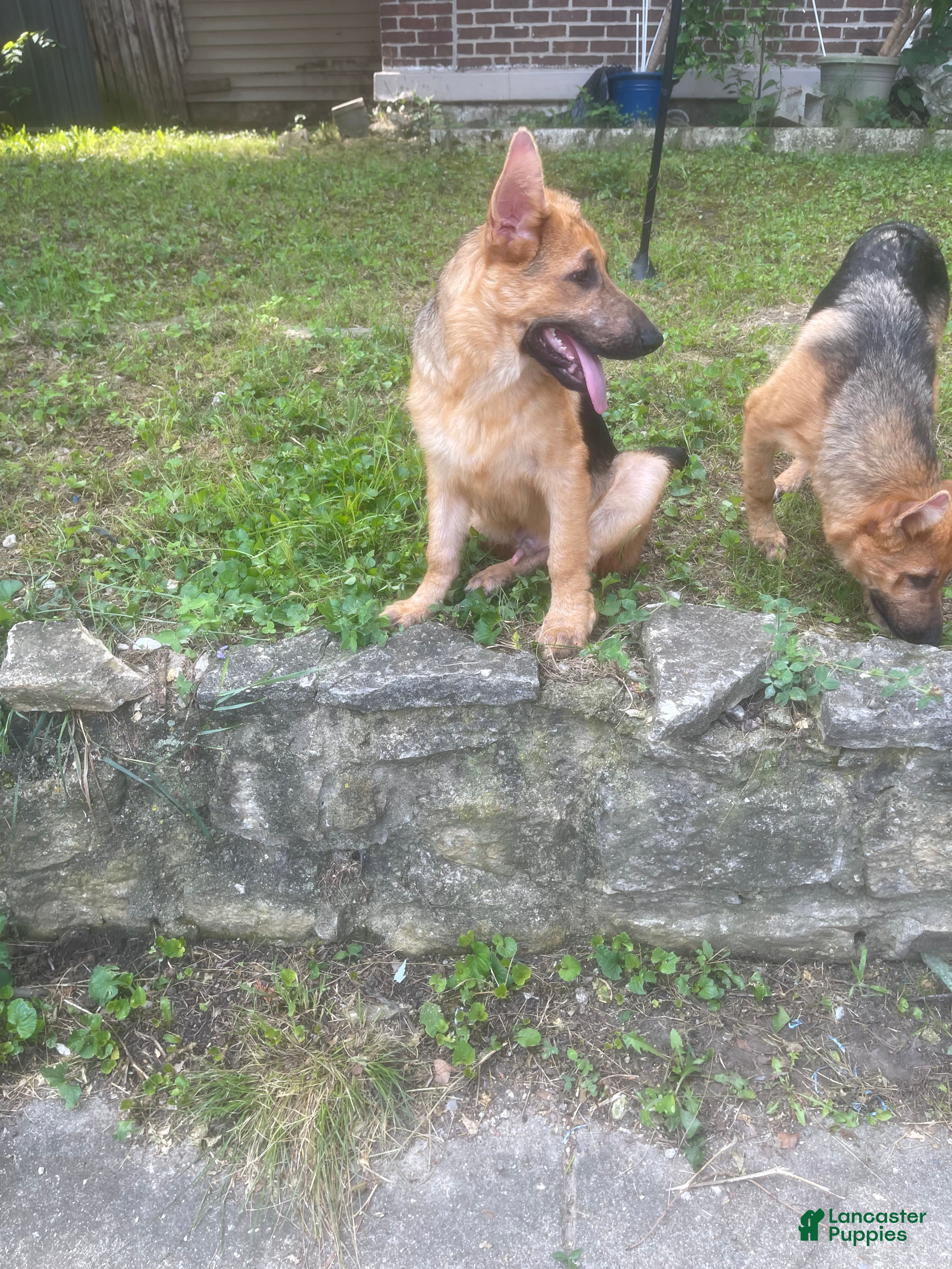German Shepherd dogs Frack - Ad 2