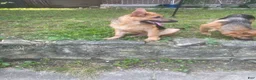 German Shepherd dogs for sale: Frack - Ad 2