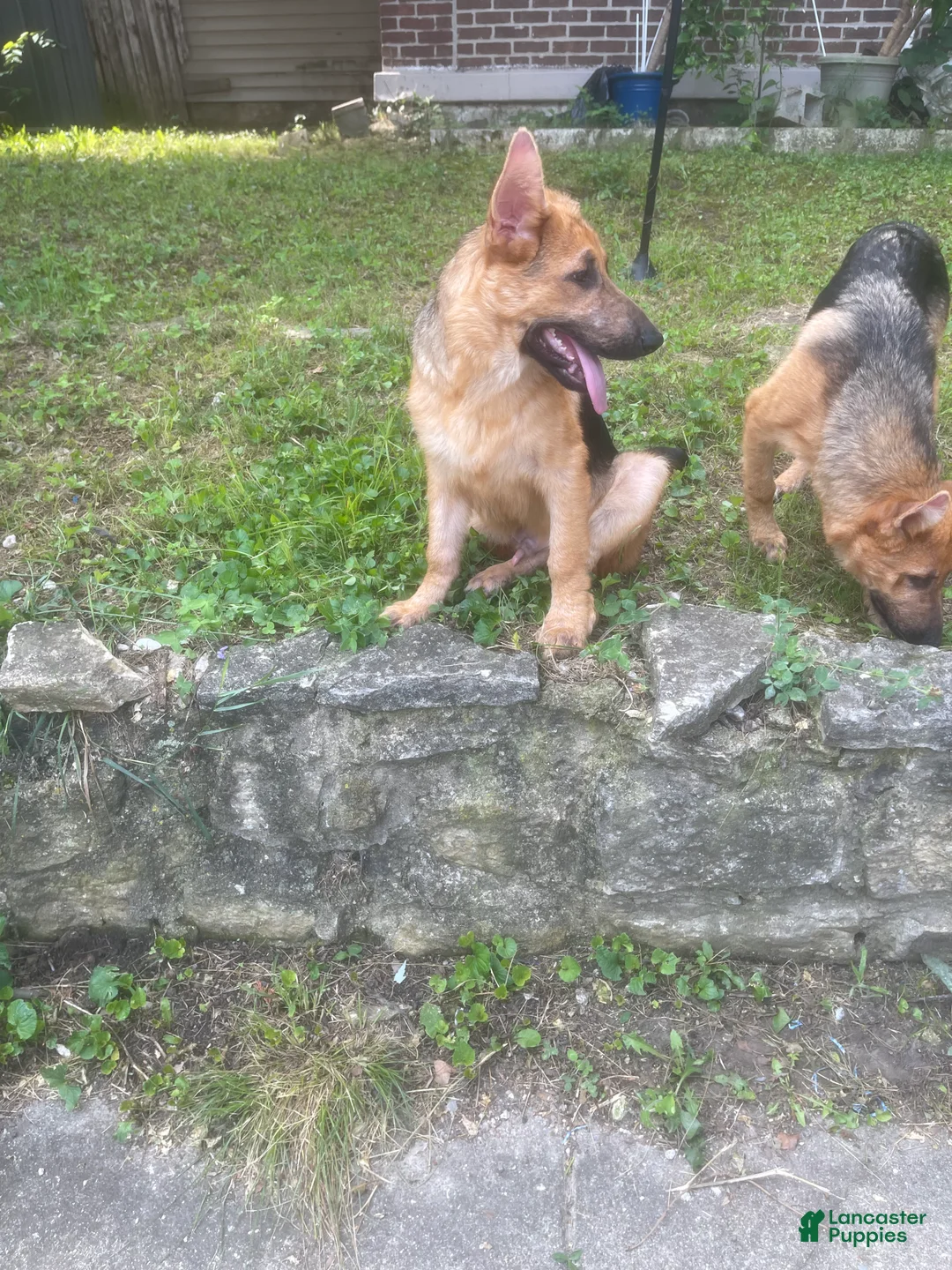 German Shepherd dogs for sale: Frack - Ad 2