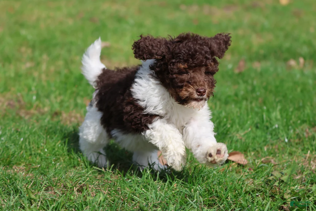Mini Bernedoodle dogs for sale: Coffee And Cream - Ad 4