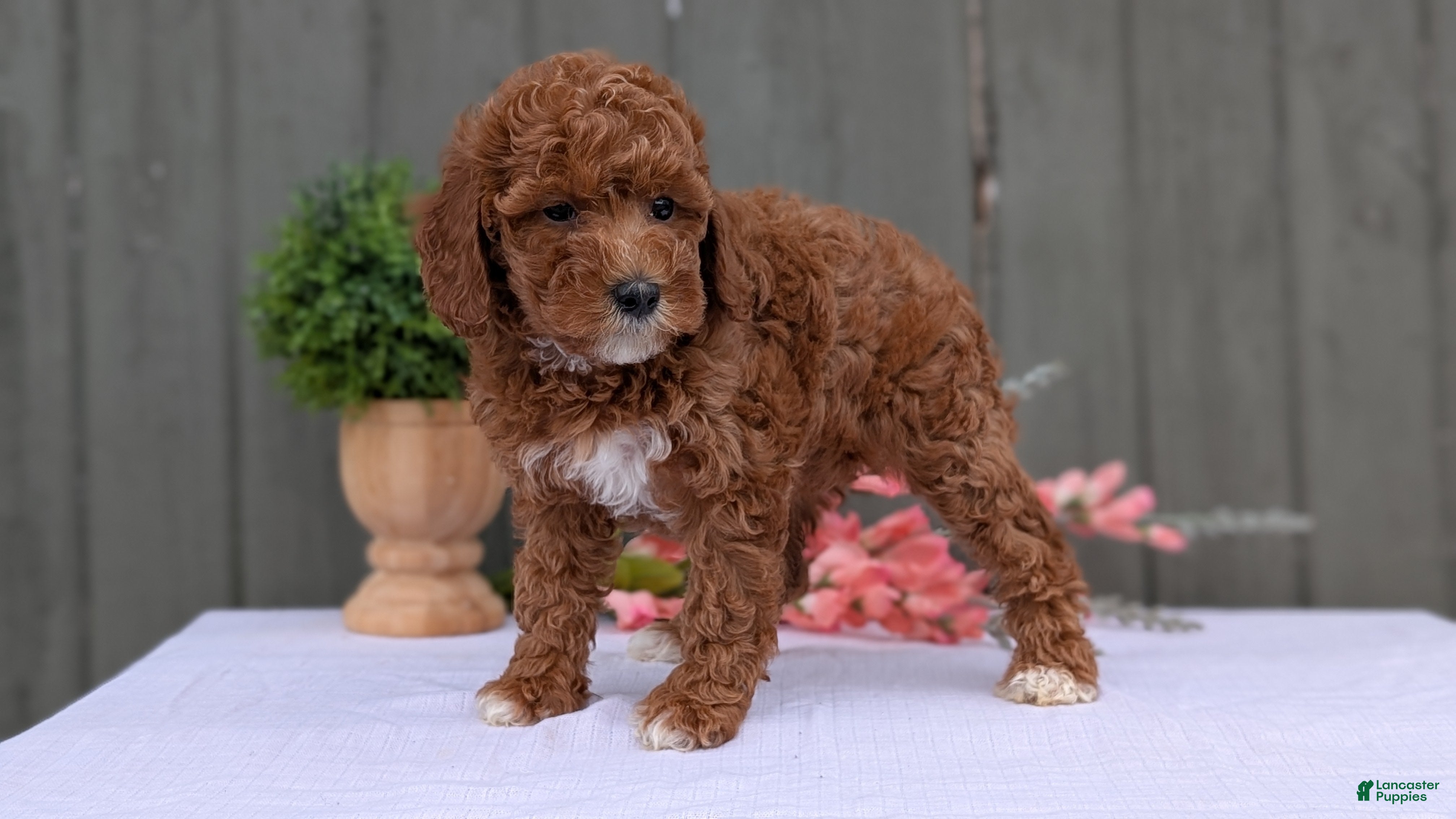Miniature Poodle dogs Avery  - Ad 2