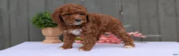 Miniature Poodle dogs for sale: Avery  - Ad 2