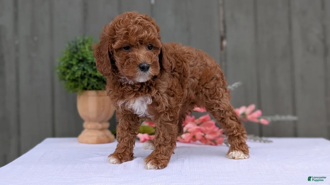 Miniature Poodle dogs for sale: Avery  - Ad 2