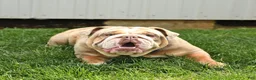 English Bulldog dogs for sale: Truman - Ad 6