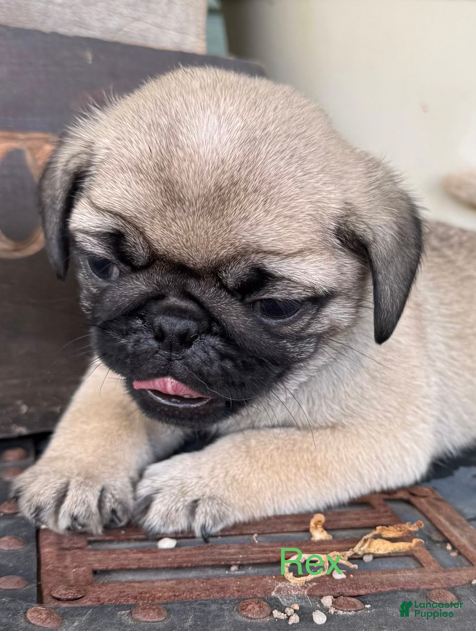 Pug dogs AKC, Rex - Ad 2