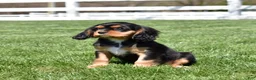 Cavalier King Charles Spaniel dogs for sale: Maple  - Ad 3