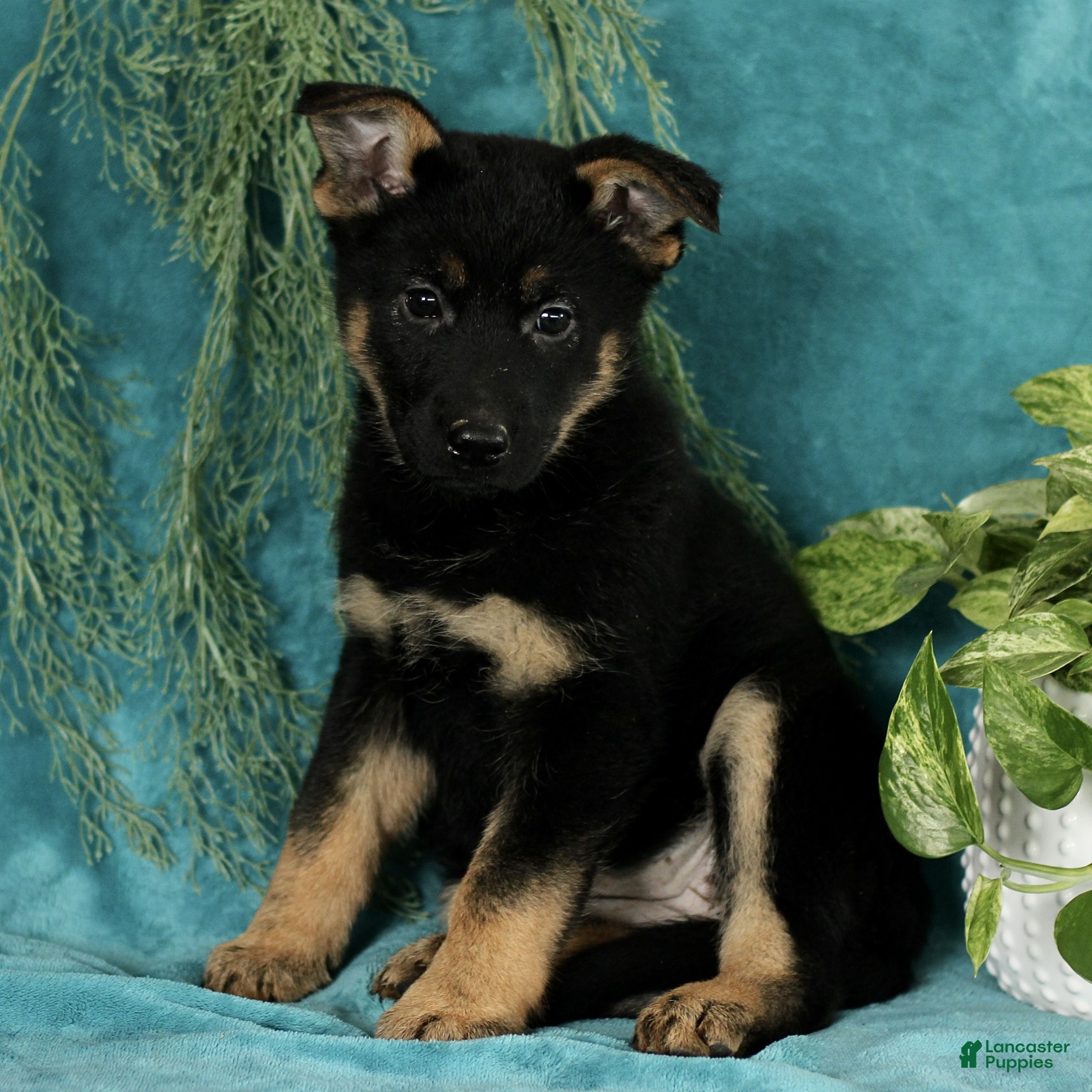 German Shepherd dogs Tasha  - Ad 3
