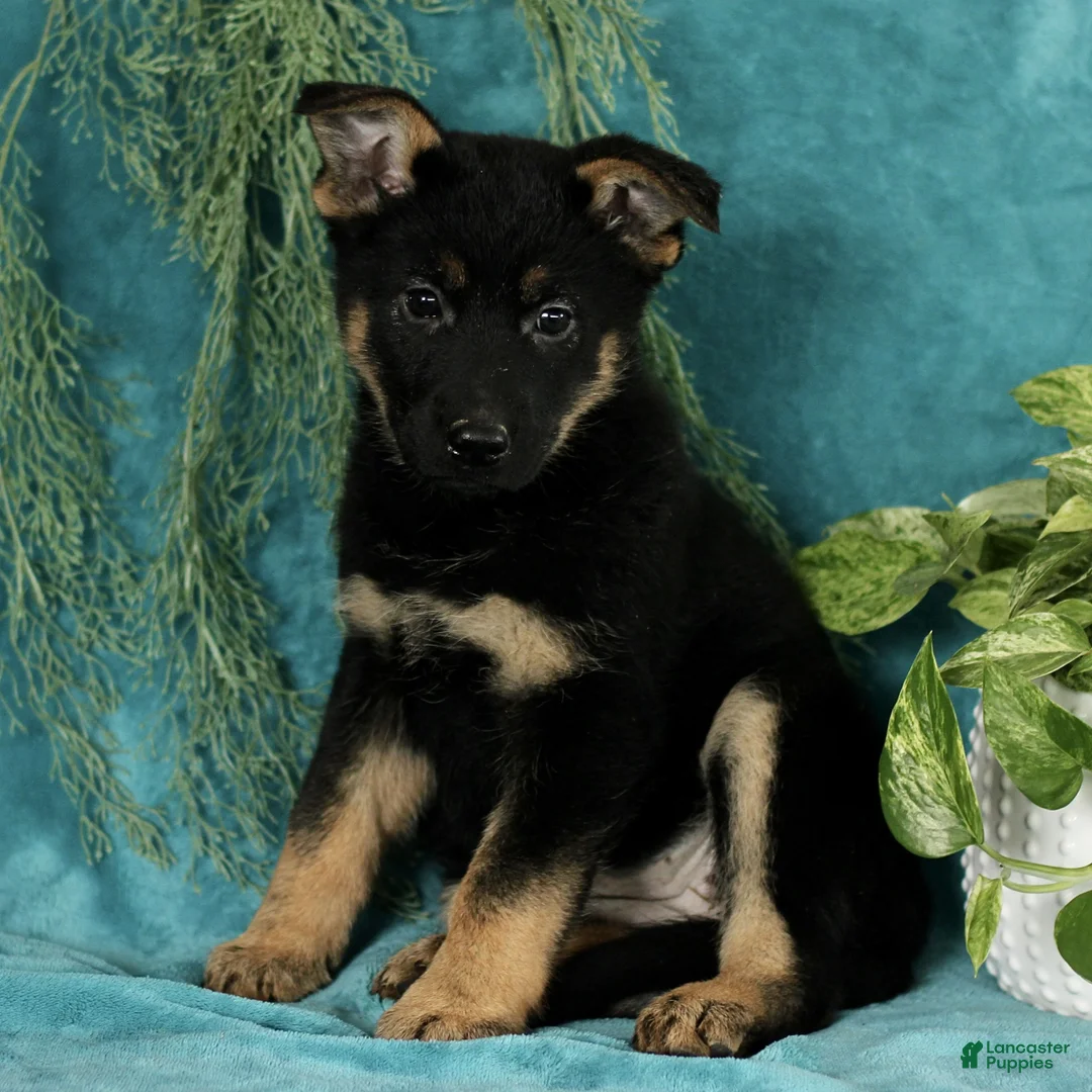 German Shepherd dogs for sale: Tasha  - Ad 1