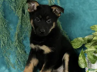 German Shepherd dogs Tasha - Ad 3