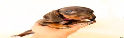 Miniature Dachshund dogs for sale: AKC Daisy - Ad 5