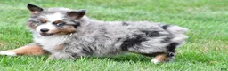 Miniature Australian Shepherd dogs for sale: Weston - Ad 5