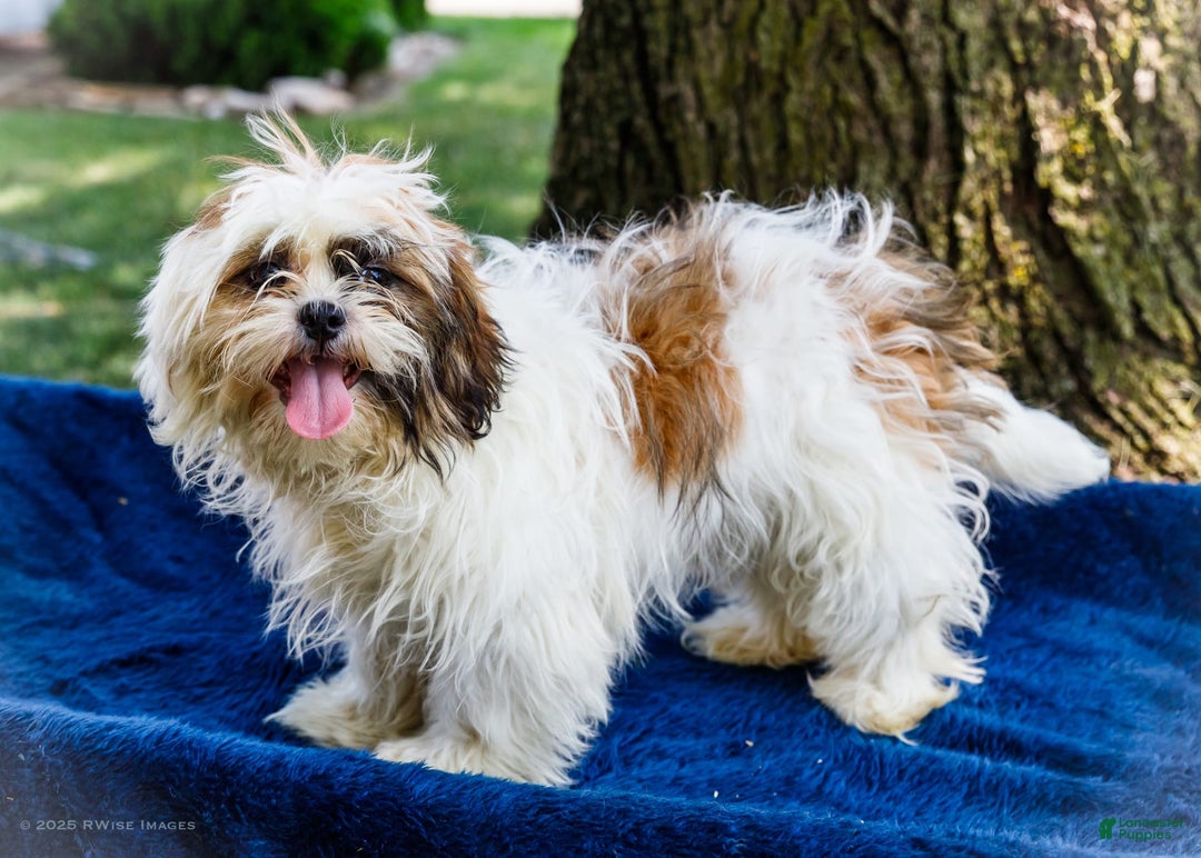 Shih Tzu dogs for sale: Jude - Ad 20