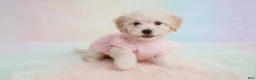 Maltipoo dogs for sale: Female - Ad 4
