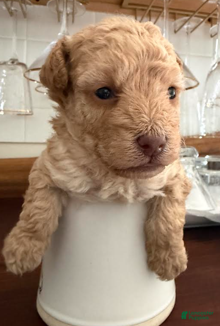 Toy Poodle dogs Jason - Ad 1