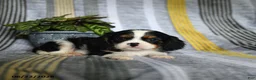 Cavalier King Charles Spaniel dogs for sale: Jill - Ad 3
