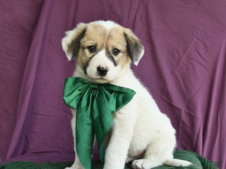 Mixed Breed dogs Birch - Ad 16