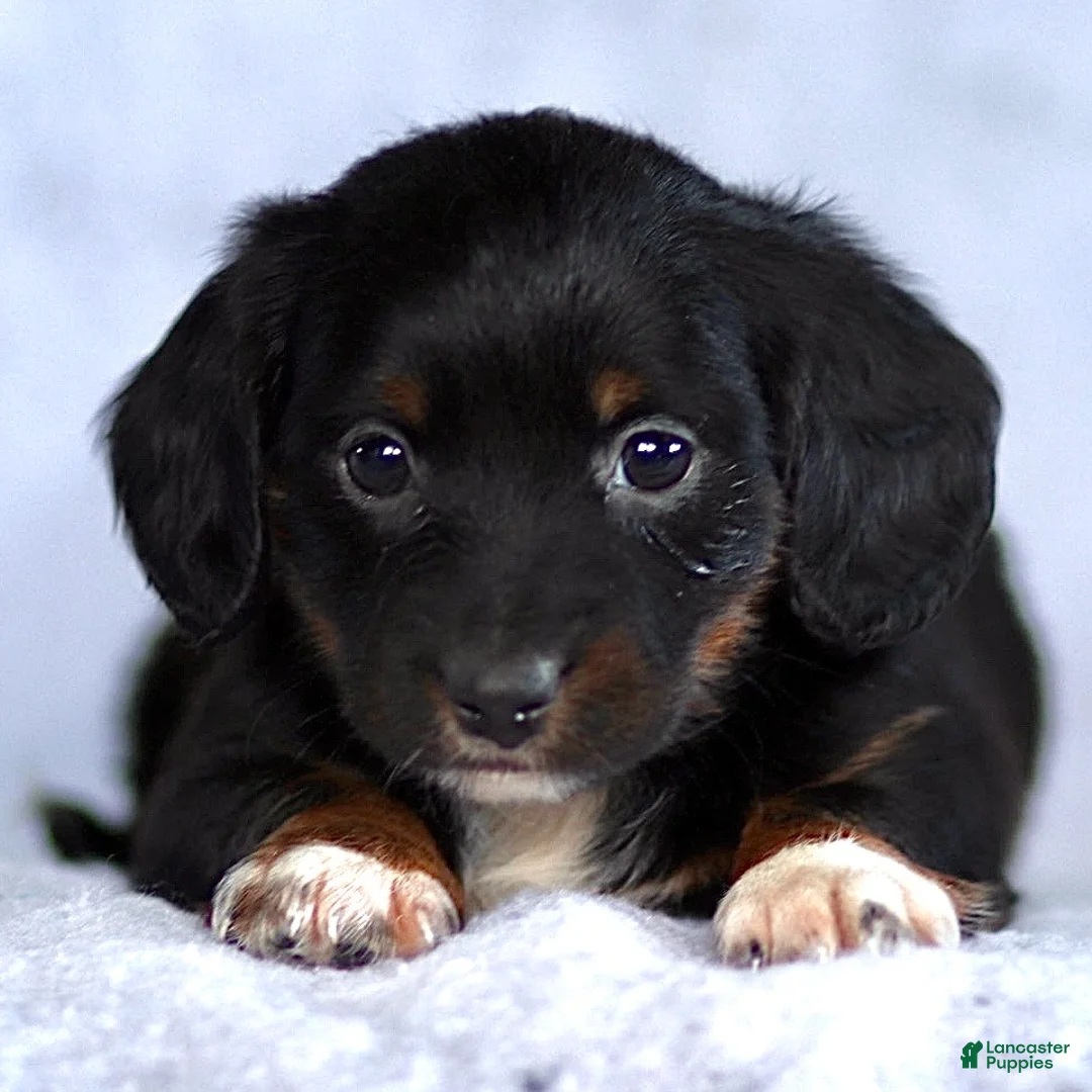 Dachshund dogs for sale: Kai - Ad 3