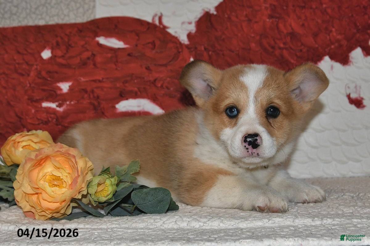 Welsh Corgi Pembroke dogs Cheri - Ad 1