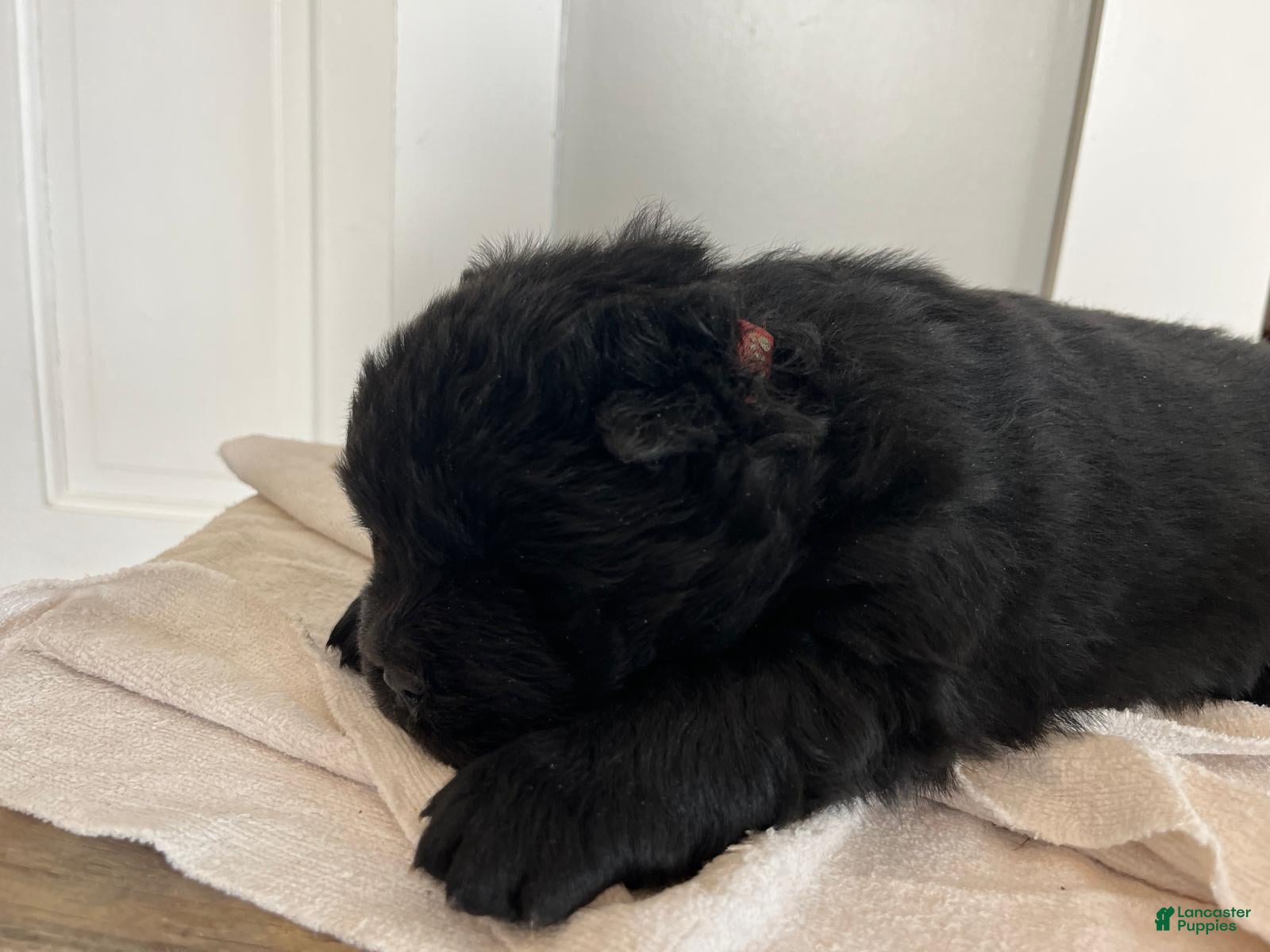 Chow Chow dogs Hallie - Ad 1