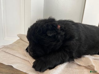 Chow Chow dogs Hallie - Ad 4