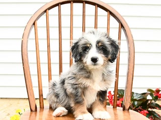 Mini Bernedoodle dogs - Ad 8