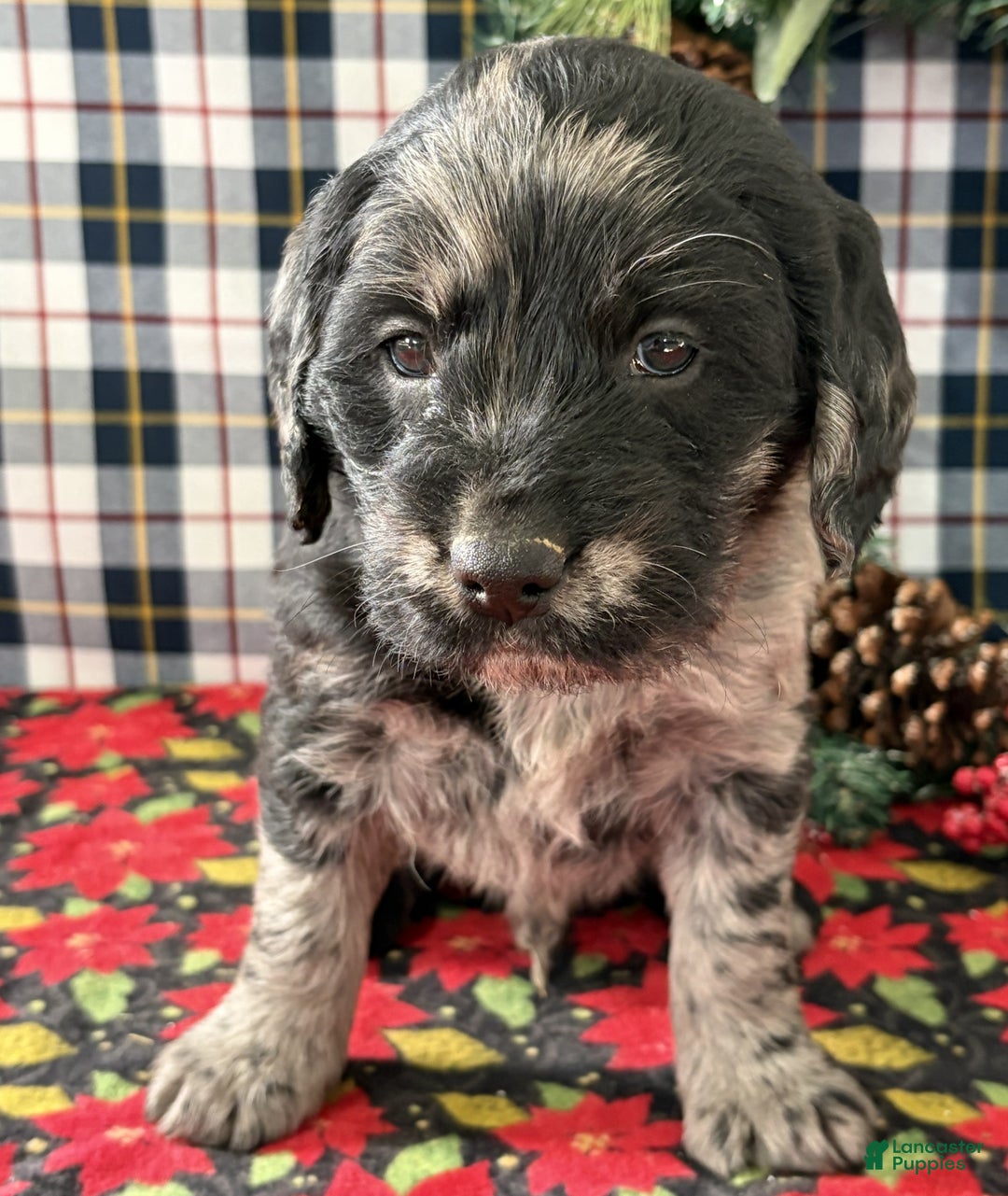 Labradoodle dogs for sale: Carl - Ad 1