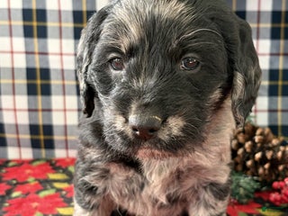 Labradoodle dogs Carl - Ad 8